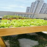 Cómo crear un biohuerto en casa y reconectar con la naturaleza desde espacios urbanos