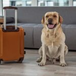 Más del 90% de compradores consulta por áreas pet friendly al evaluar un departamento