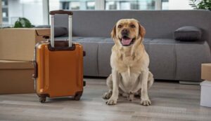 Más del 90% de compradores consulta por áreas pet friendly al evaluar un departamento
