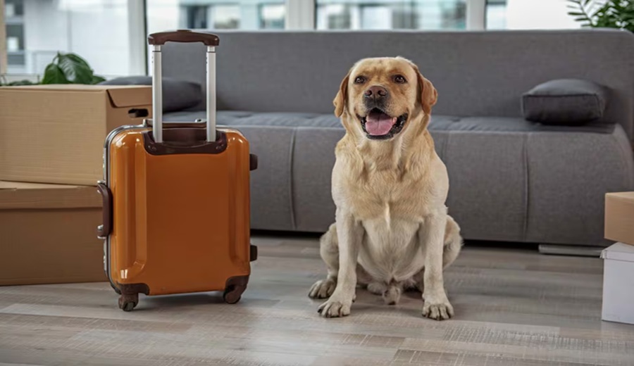 Más del 90% de compradores consulta por áreas pet friendly al evaluar un departamento