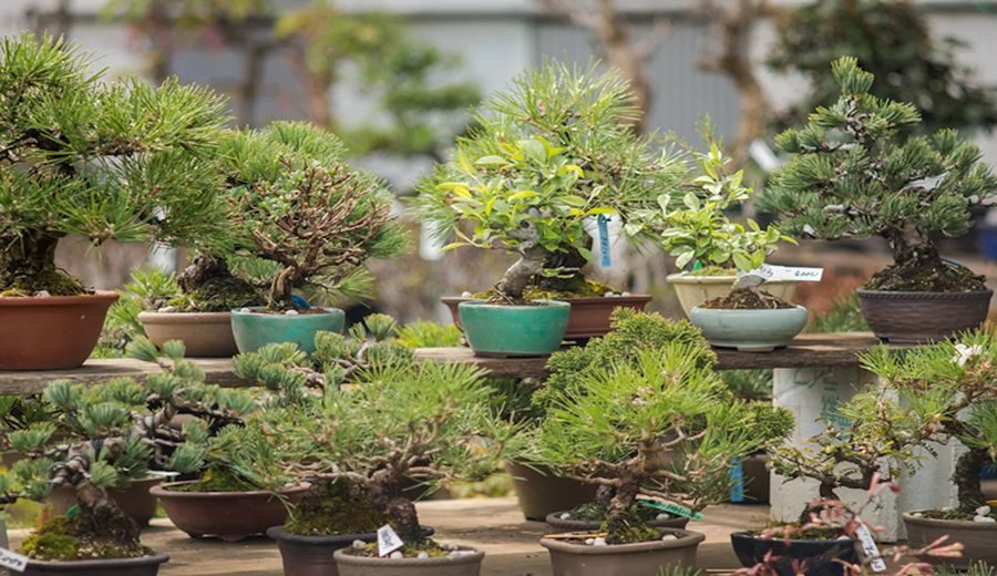 5 tips para cuidar tu bonsái y qué especie tener en interiores o exteriores